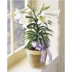 Easter Lily Plant SF