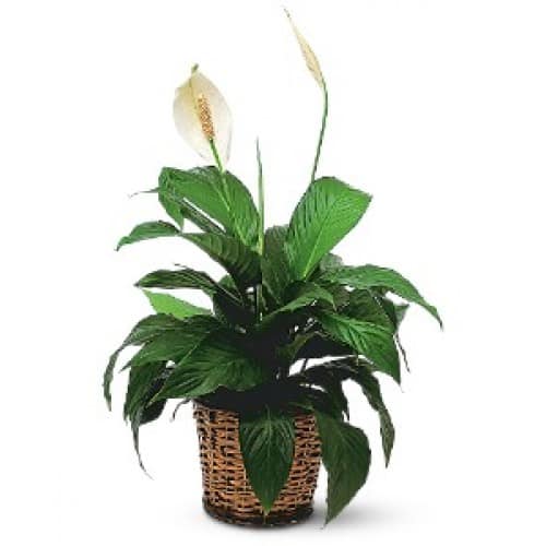 Spathiphyllum Peace Lily Plant
