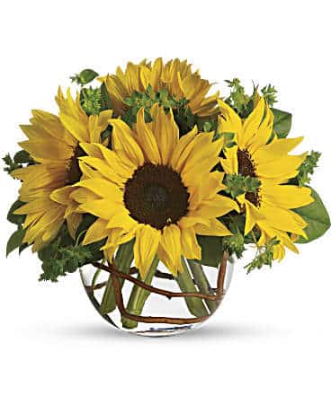 tele-Sunny Sunflowers-1