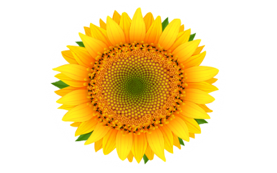 Helianthus