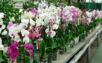 Orchids