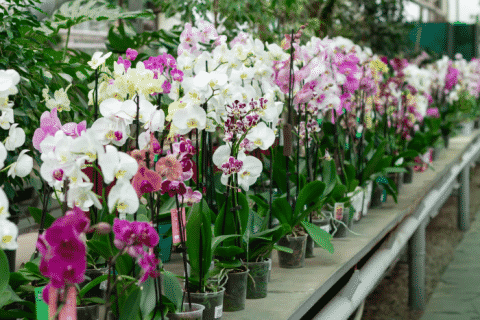 Orchids - SuEllen's Floral Company