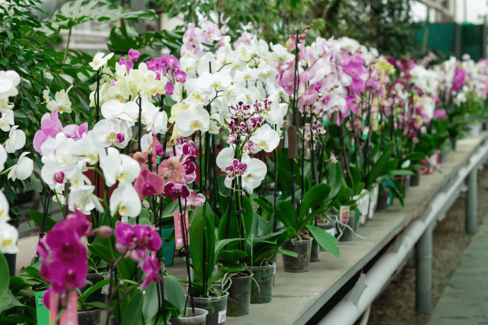potted-orchids-counter-store-phalaenopsis-flowers-different-colors