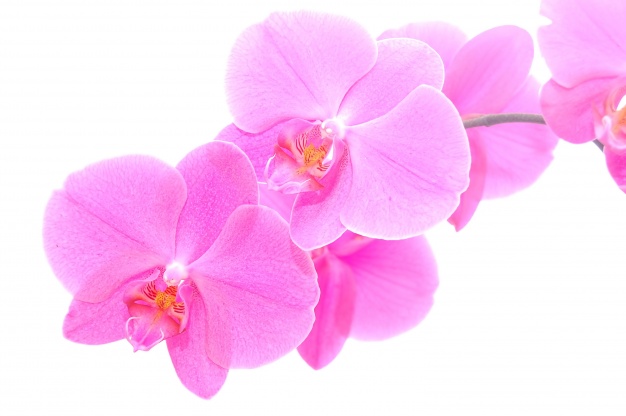 Let’s talk orchids