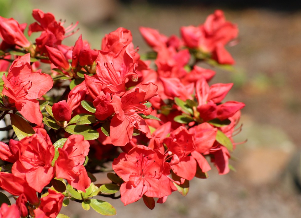 Easter Flowers