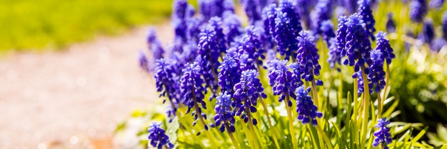 It&#8217;s a happy spring with hyacinths