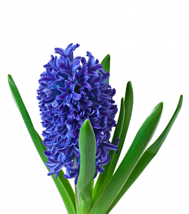 It&#8217;s a happy spring with hyacinths