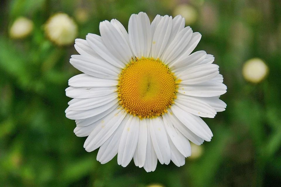 Easter Flowers