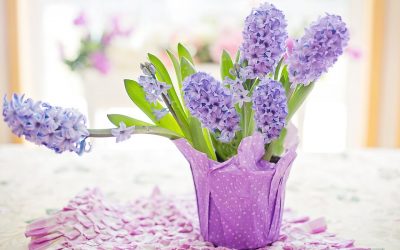 It’s a happy spring with hyacinths
