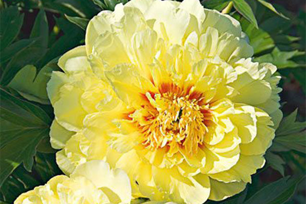 Wide World of Peonies