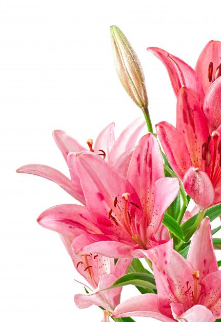 The beauty of lilies