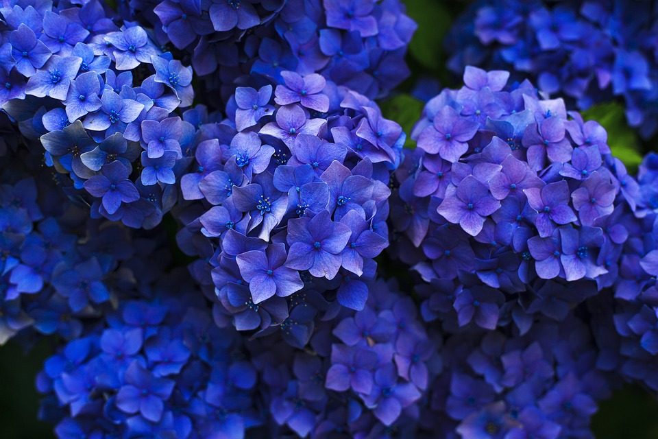 Heartfelt Hydrangeas