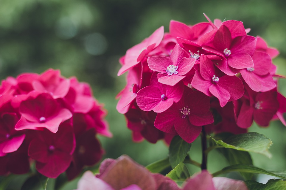 Heartfelt Hydrangeas