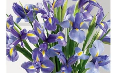 The True Meaning of Giving Flowers from Your Local Florist