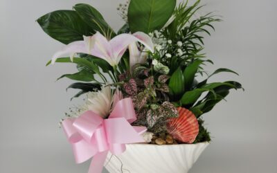 How to care Dish Garden